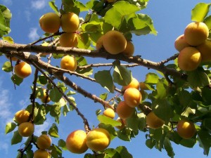 Абрикос, сорта абрикоса, дерево, растение