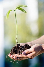 Приусадебный огород