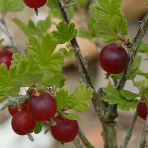 Сорта крыжовника. Английский. Варшава. Финик. Бутылочный.