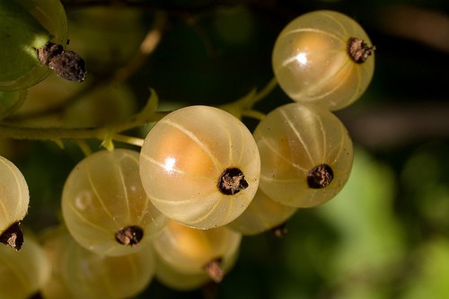 Яблони, посадка яблонь, саженцы яблони, обрезка яблонь