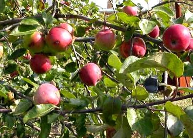  Осенние сорта яблок, яблони, , сорта яблонь, яблоки