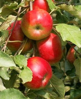 Яблони, посадка яблонь, саженцы яблони, обрезка яблонь